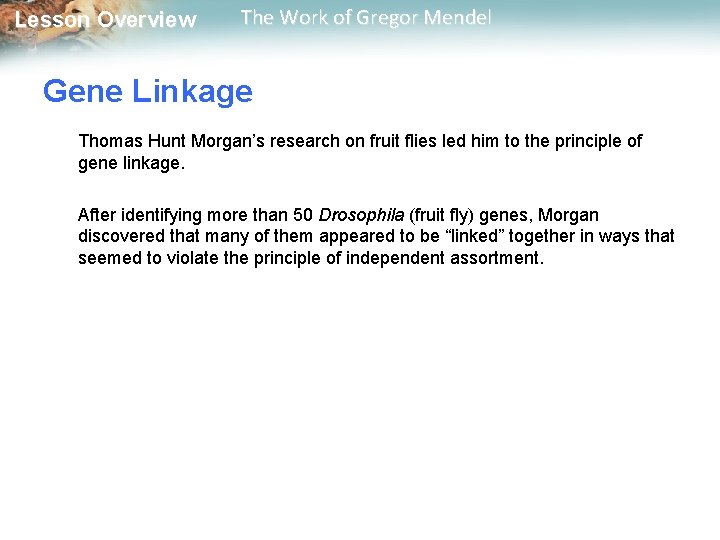  Lesson Overview The Work of Gregor Mendel Gene Linkage Thomas Hunt Morgan’s research