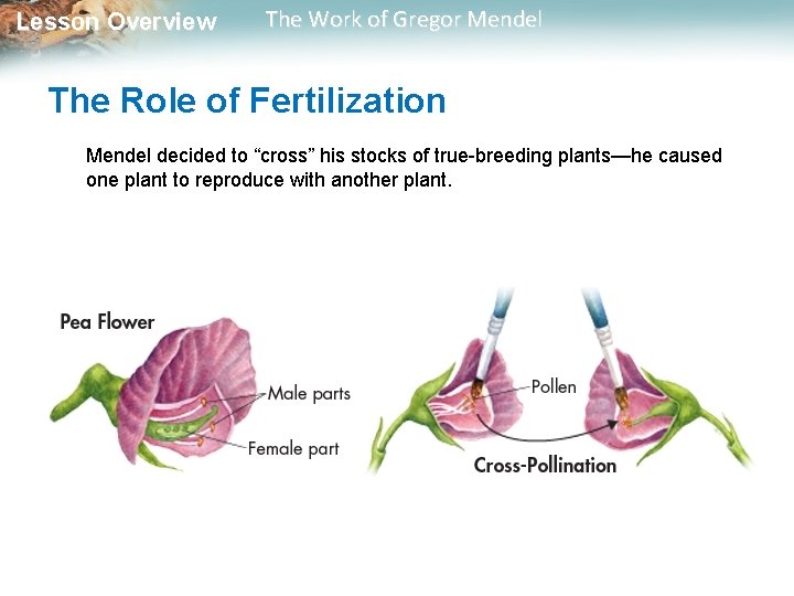  Lesson Overview The Work of Gregor Mendel The Role of Fertilization Mendel decided