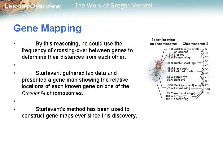  Lesson Overview The Work of Gregor Mendel Gene Mapping • • • By