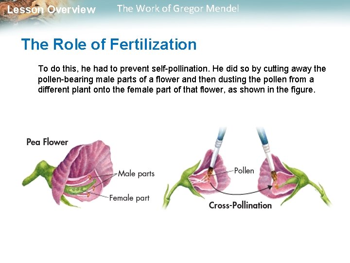  Lesson Overview The Work of Gregor Mendel The Role of Fertilization To do