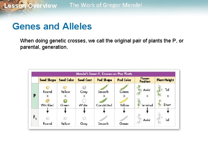  Lesson Overview The Work of Gregor Mendel Genes and Alleles When doing genetic