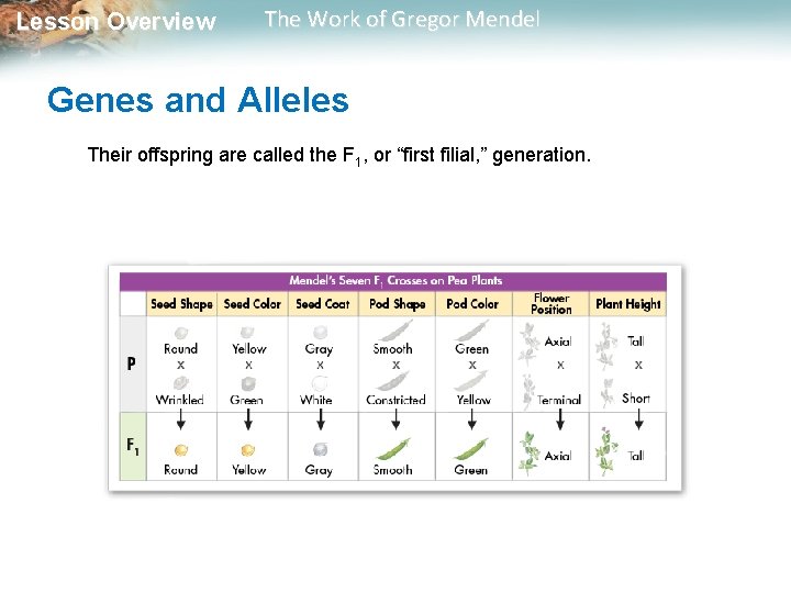  Lesson Overview The Work of Gregor Mendel Genes and Alleles Their offspring are