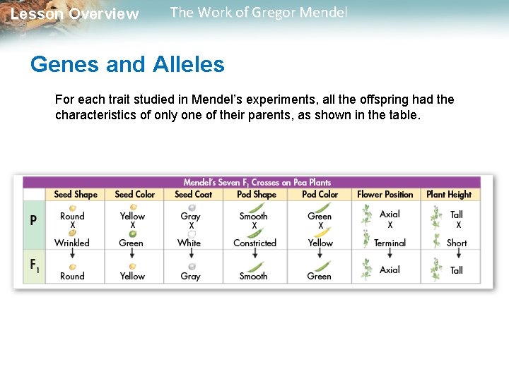  Lesson Overview The Work of Gregor Mendel Genes and Alleles For each trait