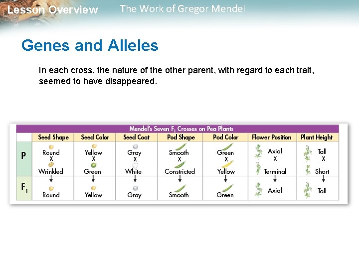 Lesson Overview The Work of Gregor Mendel Genes and Alleles In each cross,