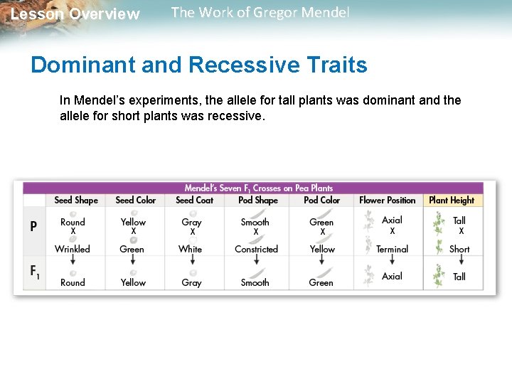  Lesson Overview The Work of Gregor Mendel Dominant and Recessive Traits In Mendel’s