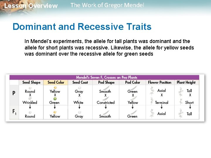  Lesson Overview The Work of Gregor Mendel Dominant and Recessive Traits In Mendel’s