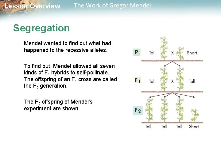  Lesson Overview The Work of Gregor Mendel Segregation Mendel wanted to find out