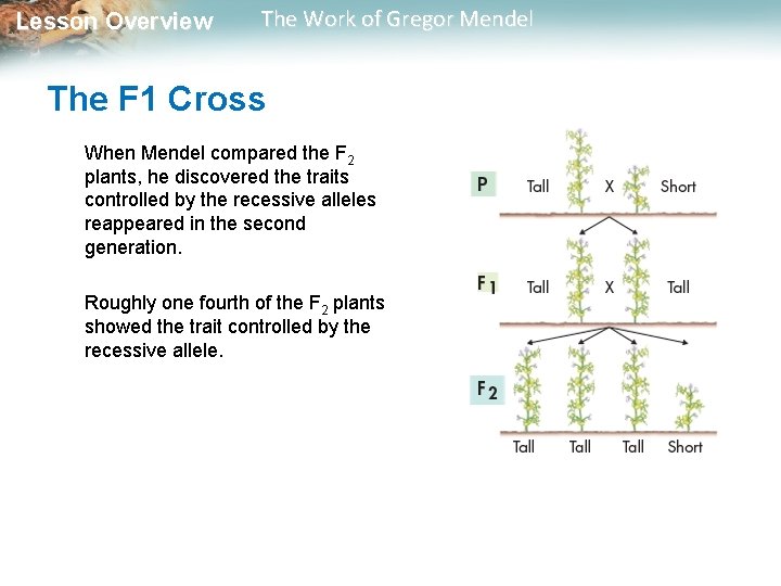  Lesson Overview The Work of Gregor Mendel The F 1 Cross When Mendel