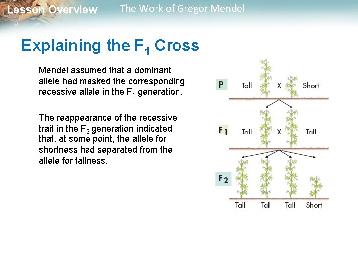  Lesson Overview The Work of Gregor Mendel Explaining the F 1 Cross Mendel