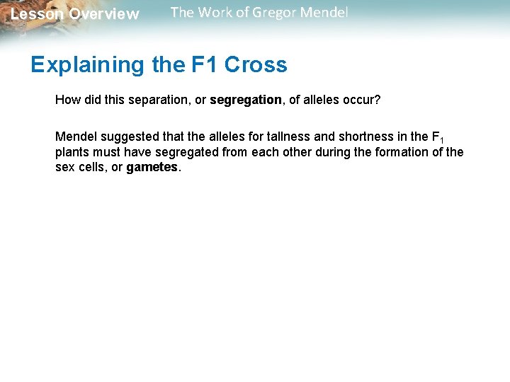  Lesson Overview The Work of Gregor Mendel Explaining the F 1 Cross How