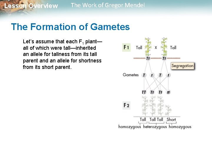  Lesson Overview The Work of Gregor Mendel The Formation of Gametes Let’s assume