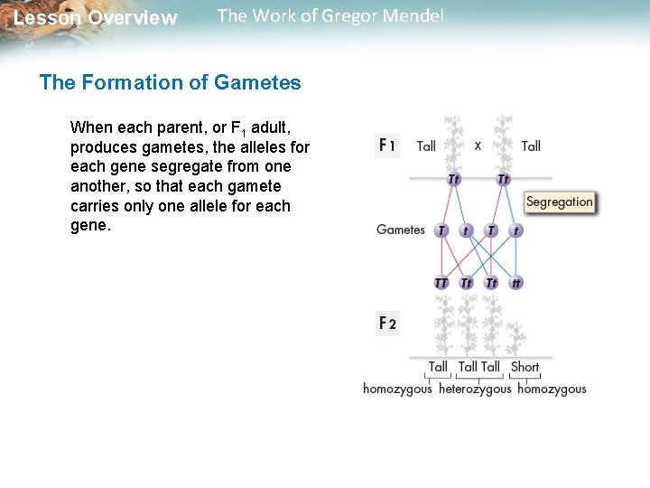  Lesson Overview The Work of Gregor Mendel The Formation of Gametes When each
