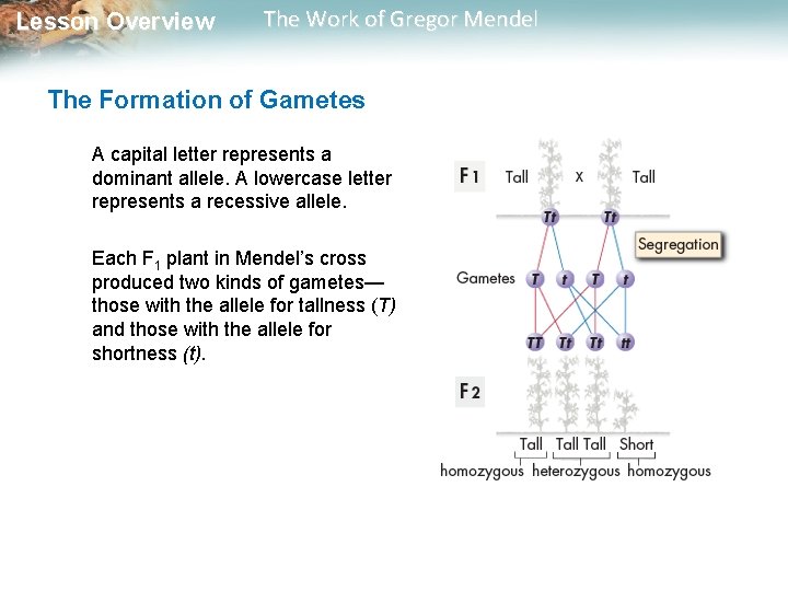  Lesson Overview The Work of Gregor Mendel The Formation of Gametes A capital