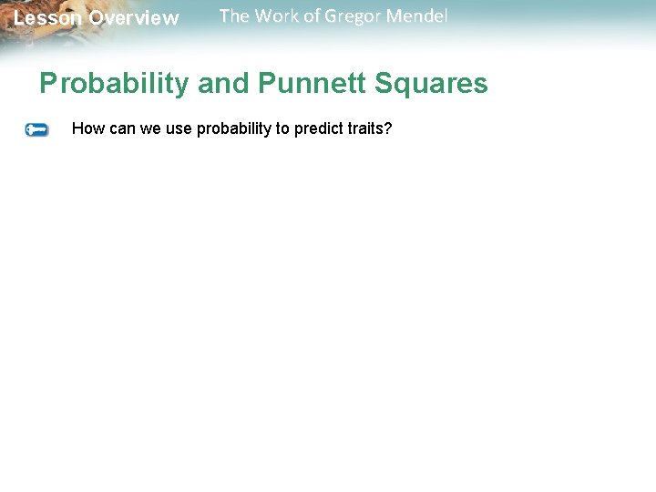  Lesson Overview The Work of Gregor Mendel Probability and Punnett Squares How can