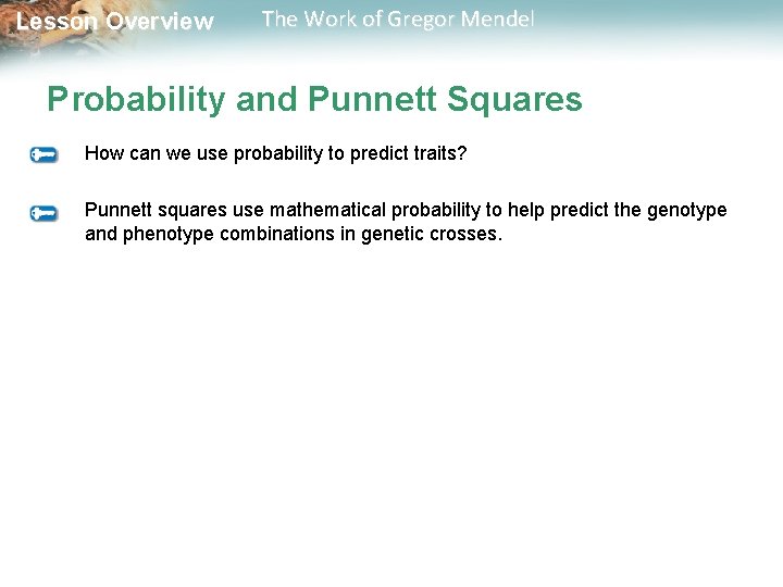  Lesson Overview The Work of Gregor Mendel Probability and Punnett Squares How can