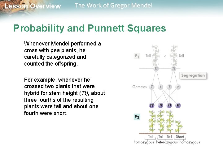  Lesson Overview The Work of Gregor Mendel Probability and Punnett Squares Whenever Mendel