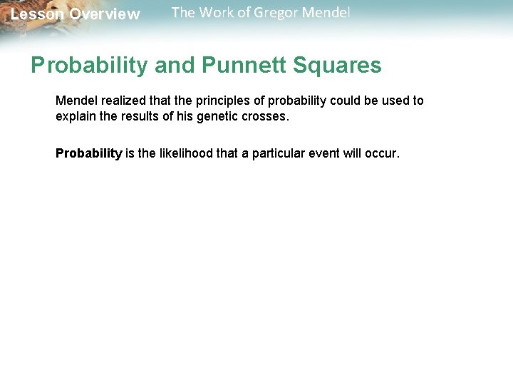  Lesson Overview The Work of Gregor Mendel Probability and Punnett Squares Mendel realized