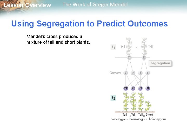  Lesson Overview The Work of Gregor Mendel Using Segregation to Predict Outcomes Mendel’s