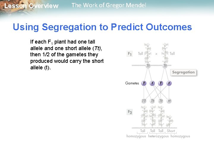  Lesson Overview The Work of Gregor Mendel Using Segregation to Predict Outcomes If