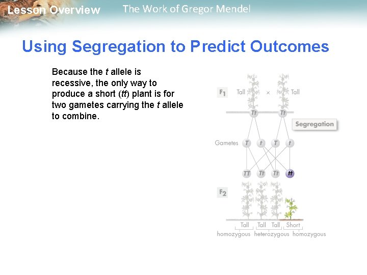  Lesson Overview The Work of Gregor Mendel Using Segregation to Predict Outcomes Because