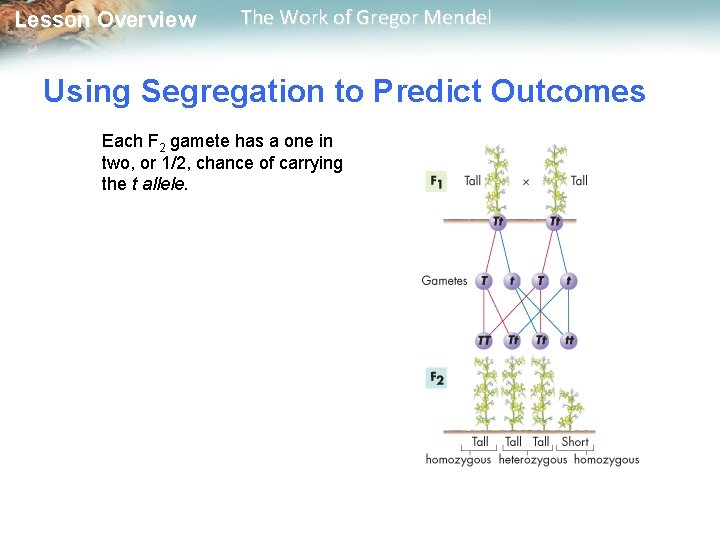  Lesson Overview The Work of Gregor Mendel Using Segregation to Predict Outcomes Each