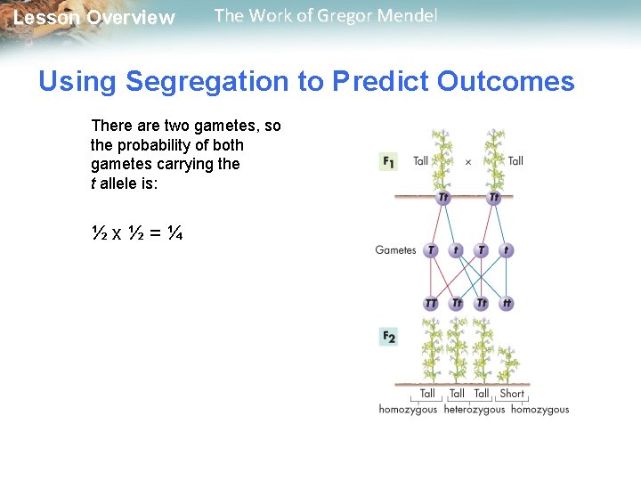  Lesson Overview The Work of Gregor Mendel Using Segregation to Predict Outcomes There