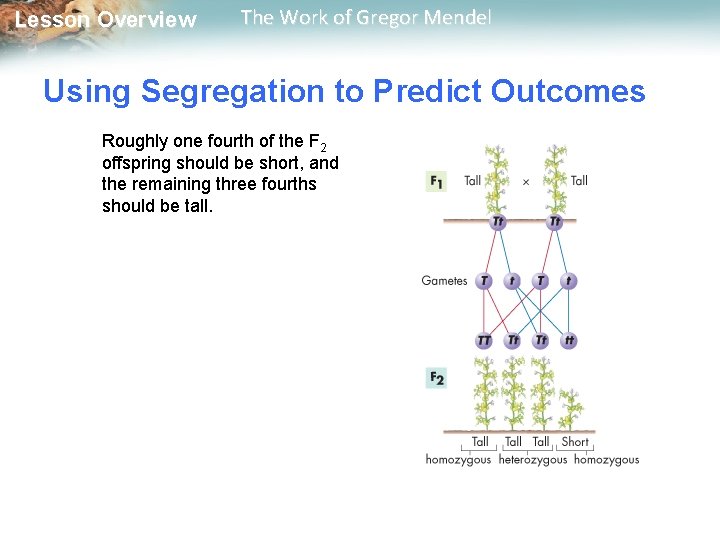  Lesson Overview The Work of Gregor Mendel Using Segregation to Predict Outcomes Roughly