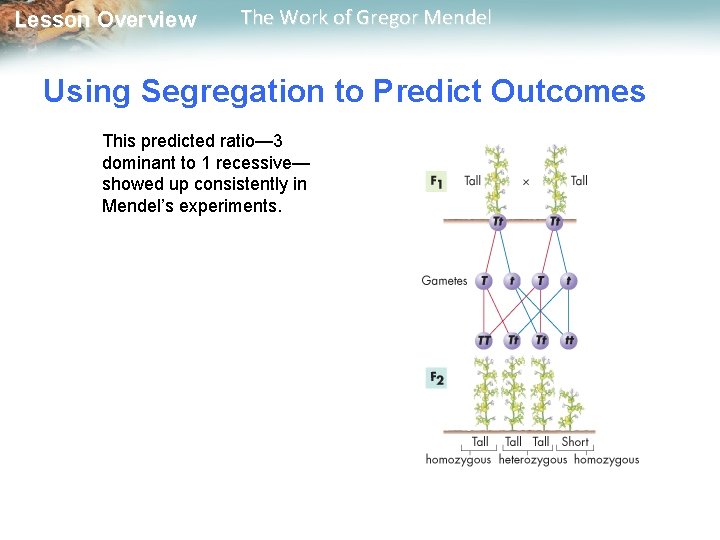  Lesson Overview The Work of Gregor Mendel Using Segregation to Predict Outcomes This