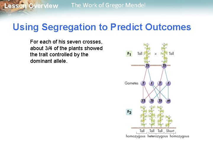  Lesson Overview The Work of Gregor Mendel Using Segregation to Predict Outcomes For