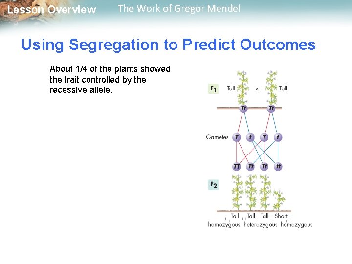  Lesson Overview The Work of Gregor Mendel Using Segregation to Predict Outcomes About