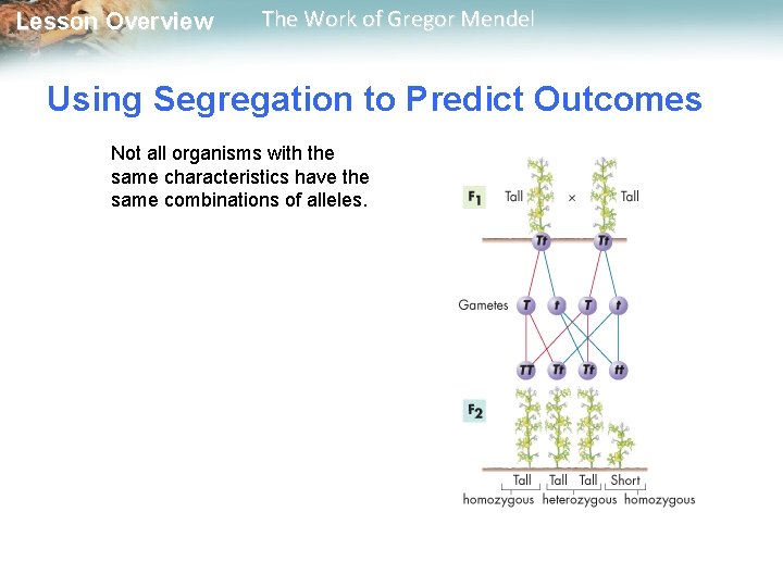  Lesson Overview The Work of Gregor Mendel Using Segregation to Predict Outcomes Not