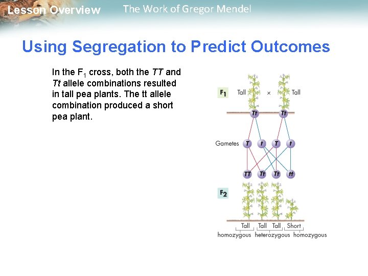  Lesson Overview The Work of Gregor Mendel Using Segregation to Predict Outcomes In