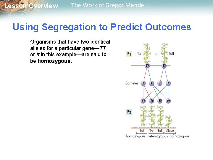  Lesson Overview The Work of Gregor Mendel Using Segregation to Predict Outcomes Organisms