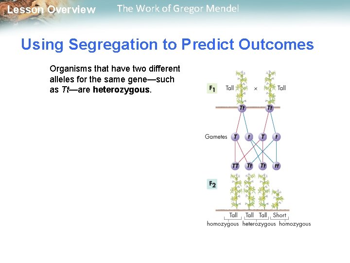  Lesson Overview The Work of Gregor Mendel Using Segregation to Predict Outcomes Organisms