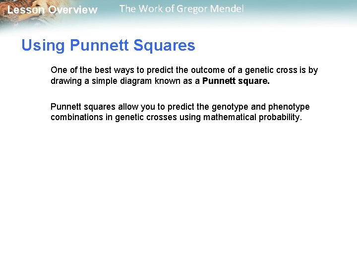  Lesson Overview The Work of Gregor Mendel Using Punnett Squares One of the