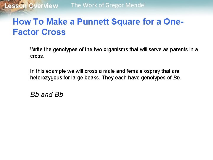  Lesson Overview The Work of Gregor Mendel How To Make a Punnett Square