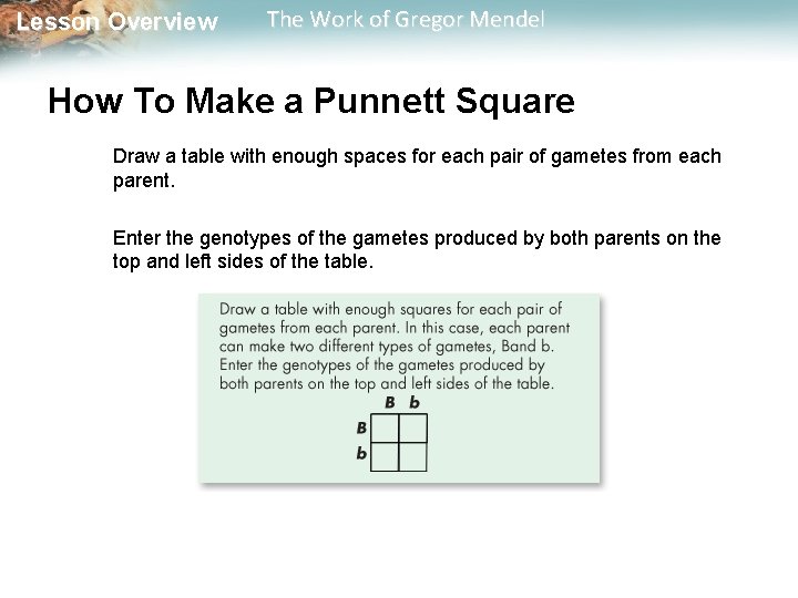  Lesson Overview The Work of Gregor Mendel How To Make a Punnett Square