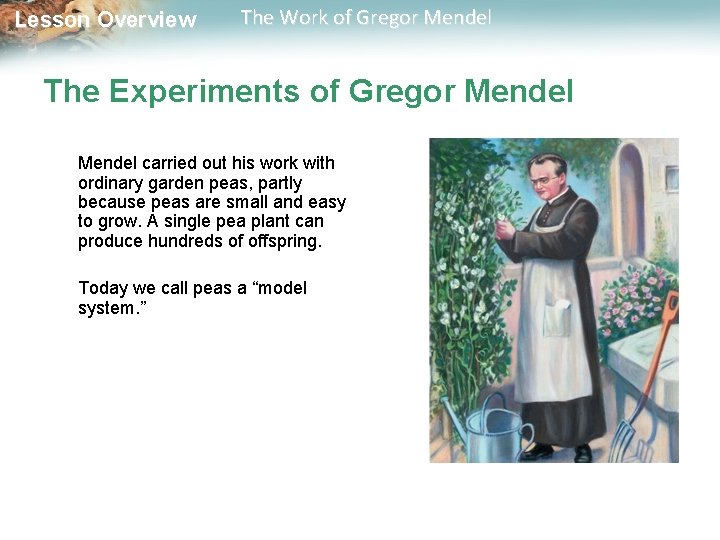  Lesson Overview The Work of Gregor Mendel The Experiments of Gregor Mendel carried