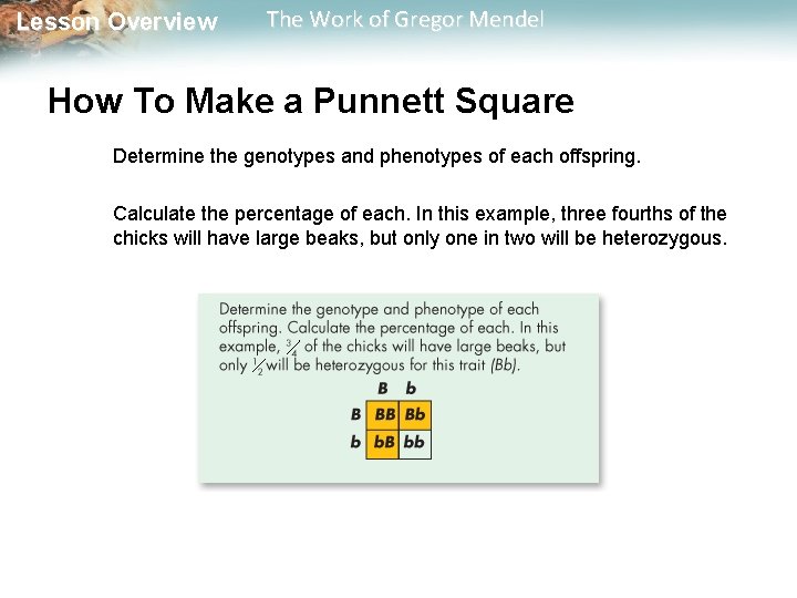  Lesson Overview The Work of Gregor Mendel How To Make a Punnett Square