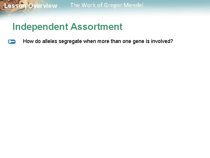  Lesson Overview The Work of Gregor Mendel Independent Assortment How do alleles segregate