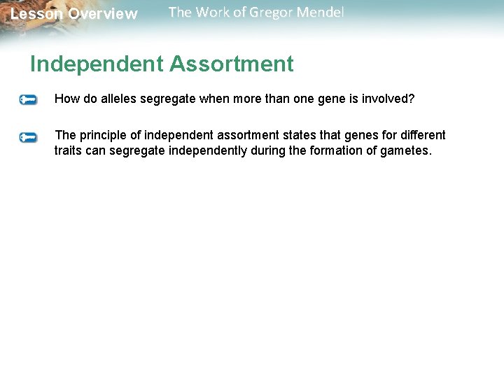  Lesson Overview The Work of Gregor Mendel Independent Assortment How do alleles segregate