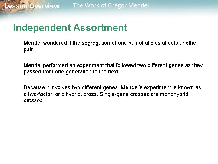  Lesson Overview The Work of Gregor Mendel Independent Assortment Mendel wondered if the