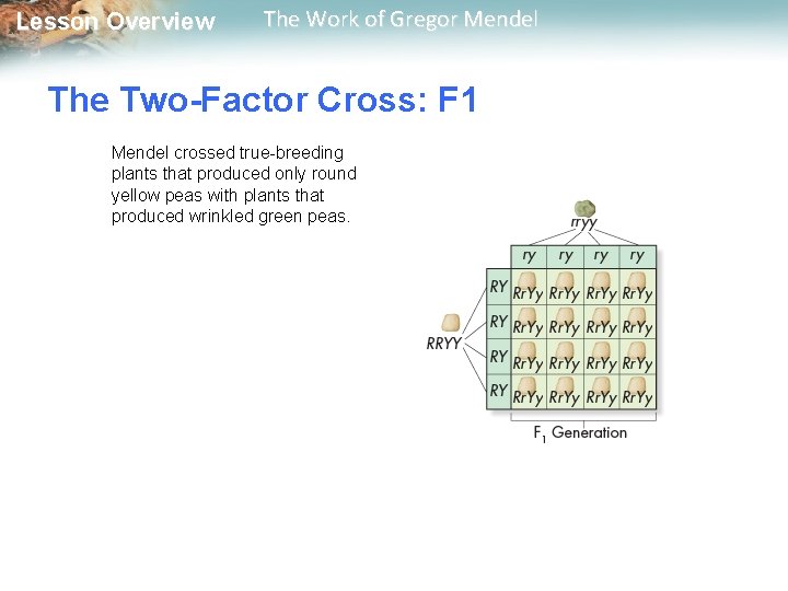  Lesson Overview The Work of Gregor Mendel The Two-Factor Cross: F 1 Mendel