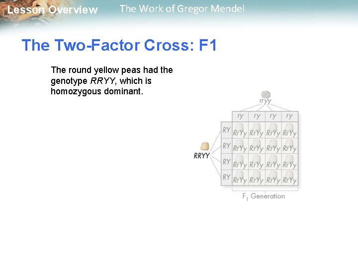  Lesson Overview The Work of Gregor Mendel The Two-Factor Cross: F 1 The