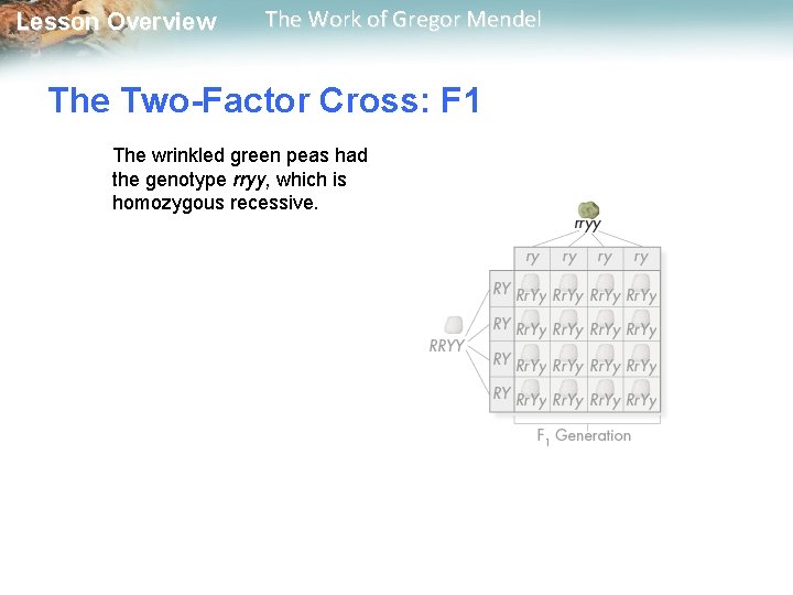 Lesson Overview The Work of Gregor Mendel The Two-Factor Cross: F 1 The Lesson Overview The Work of Gregor Mendel The Two-Factor Cross: F 1 The