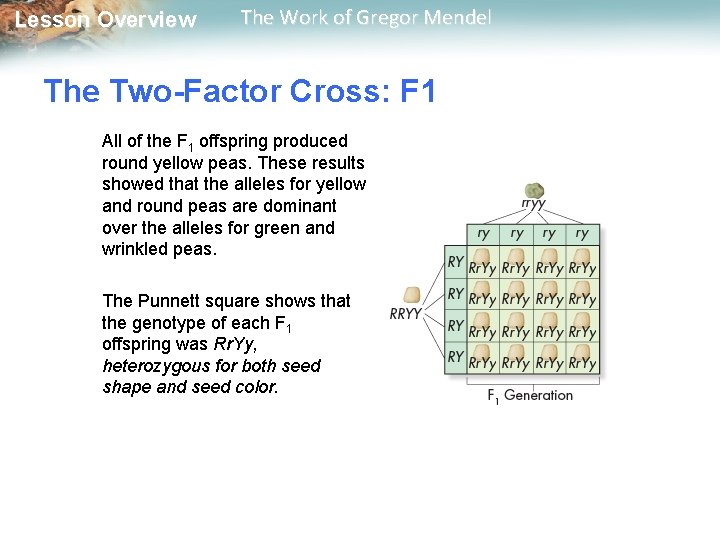  Lesson Overview The Work of Gregor Mendel The Two-Factor Cross: F 1 All