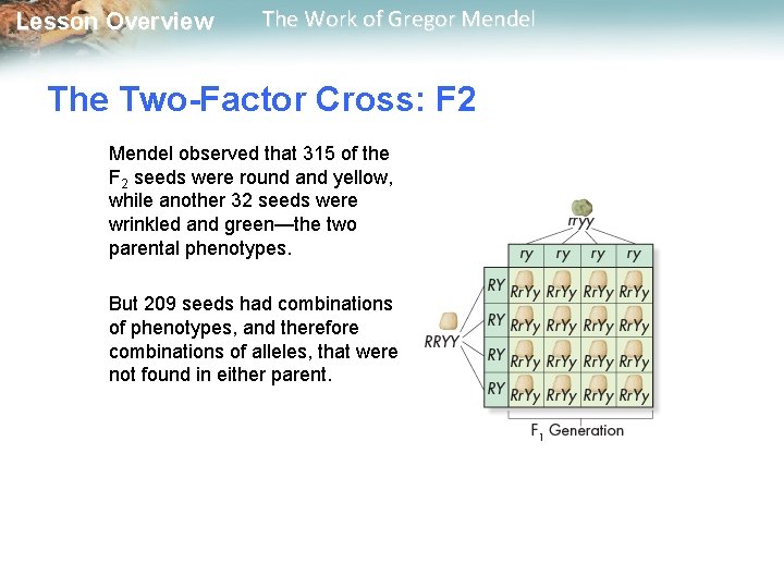  Lesson Overview The Work of Gregor Mendel The Two-Factor Cross: F 2 Mendel