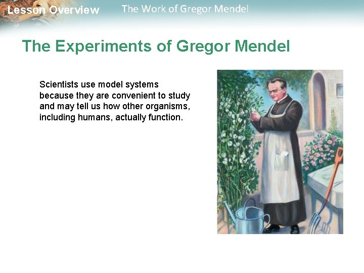  Lesson Overview The Work of Gregor Mendel The Experiments of Gregor Mendel Scientists