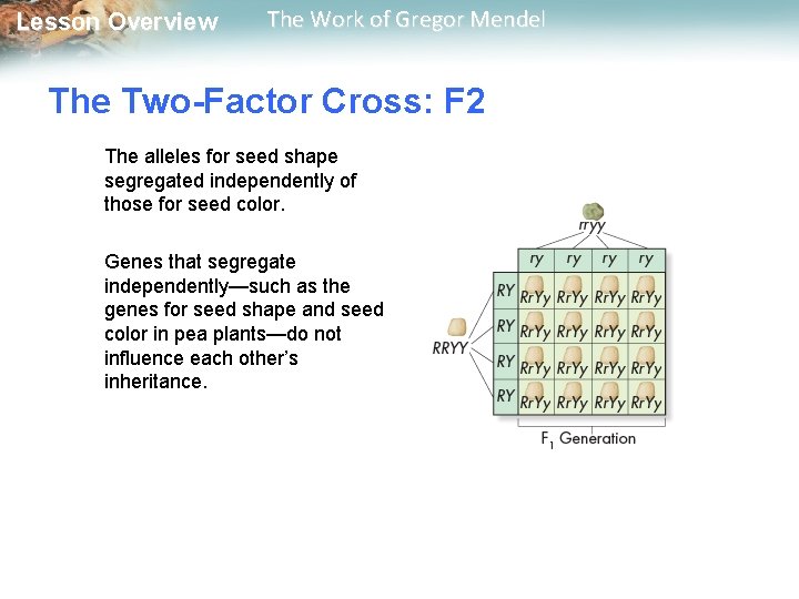  Lesson Overview The Work of Gregor Mendel The Two-Factor Cross: F 2 The