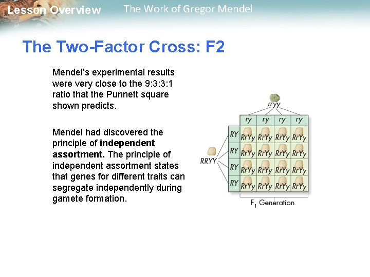  Lesson Overview The Work of Gregor Mendel The Two-Factor Cross: F 2 Mendel’s